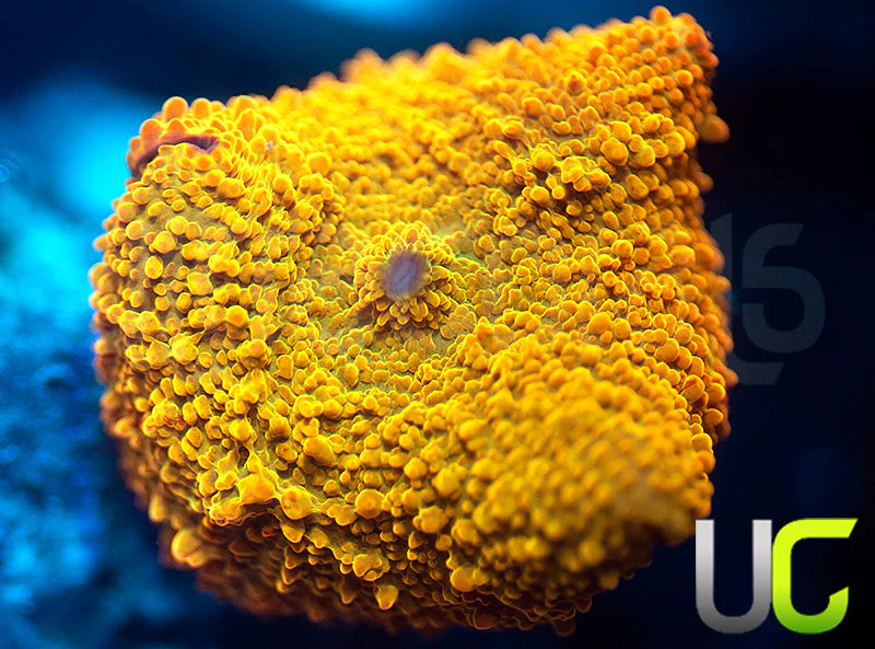 Jawbreaker Mushroom