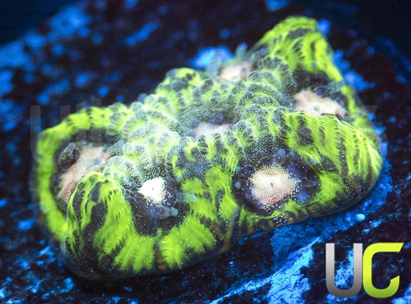 UC Creepy Crawler Favites