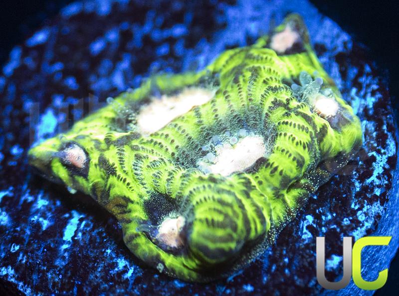 UC Creepy Crawler Favites