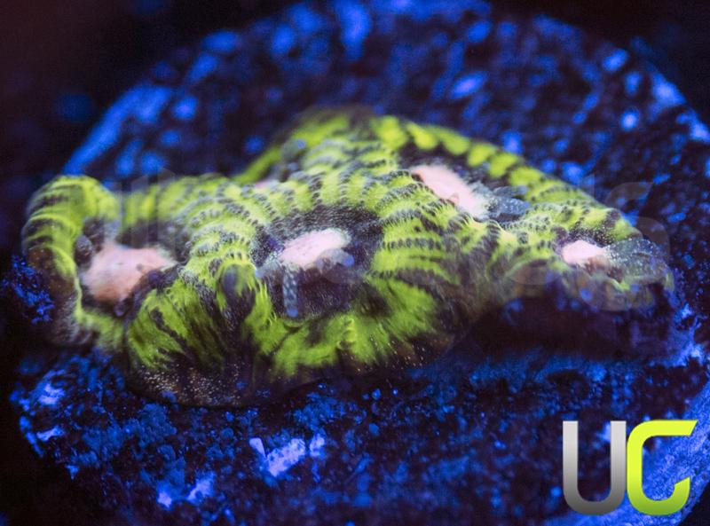UC Creepy Crawler Favites