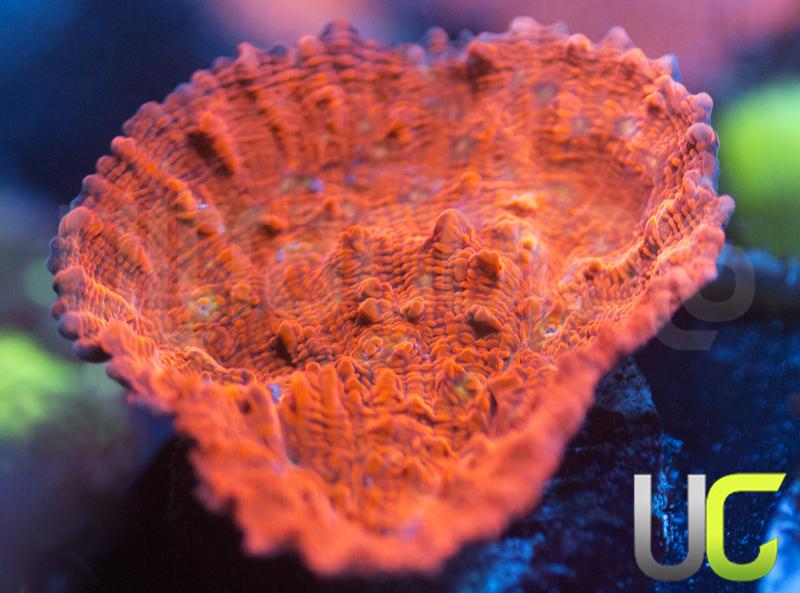 UC Metallic Red Lava Chalice