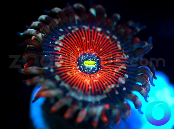salted agave zoa Salted Agave PE