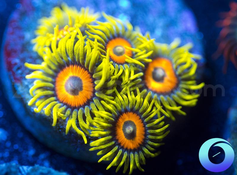 Super Sunflowers