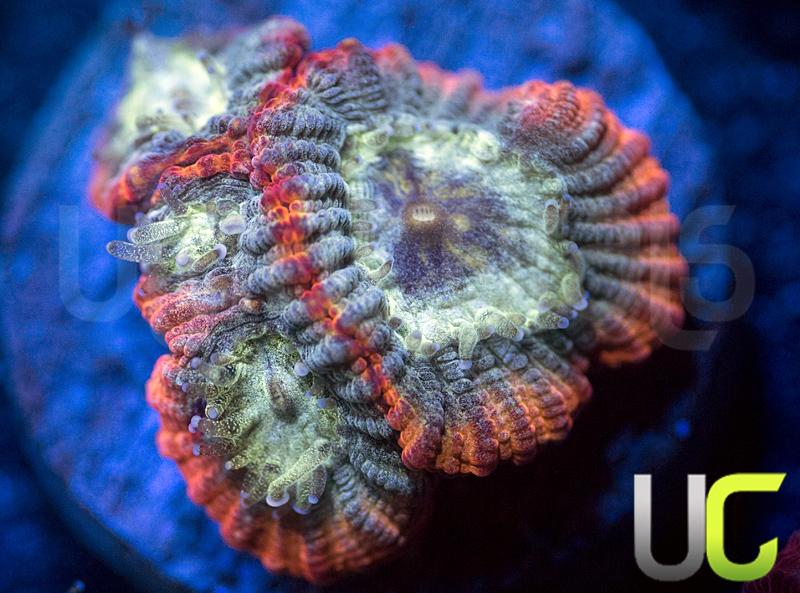 UC Molten Lava Micromussa Diminuta