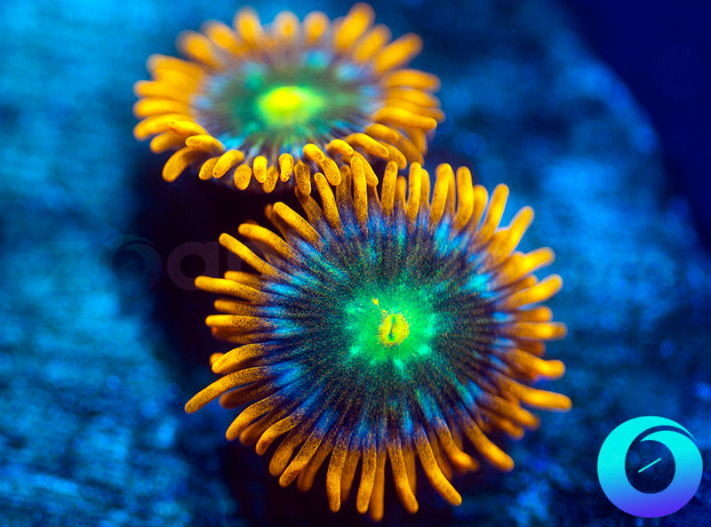 Solar Fusion