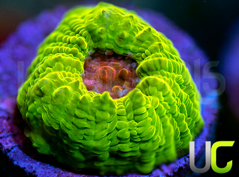 UC Plasmatic Chalice