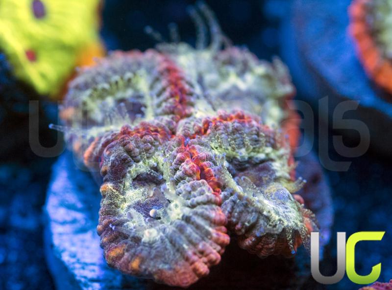 UC Molten Lava Micromussa Diminuta