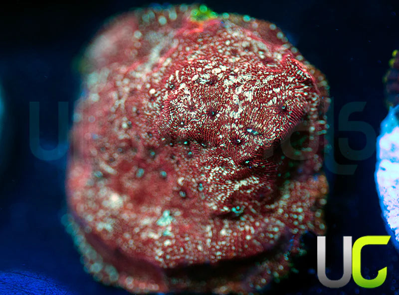 UC Mesozoic Lepto