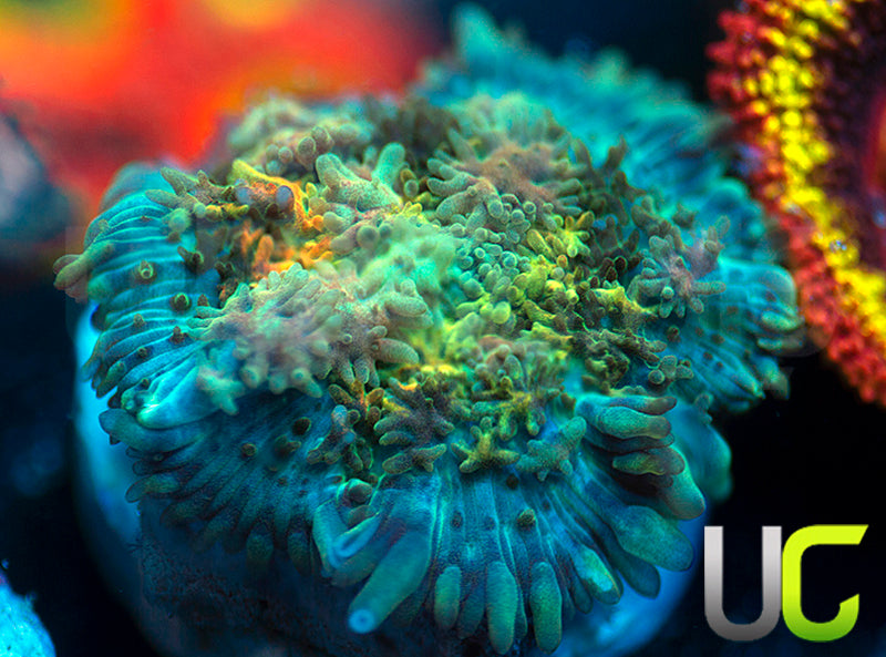 UC Magic Mushroom