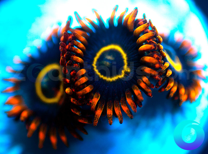 Rainbow Hornets