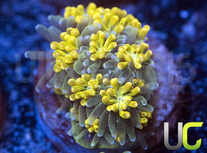 UC Lemon Lime Galaxia