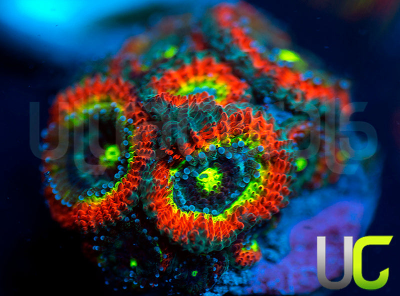 BigR Holy Grail Micro Amakusensis