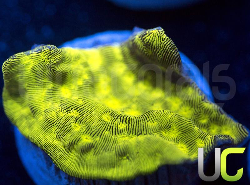 JF Neon Green Lepto