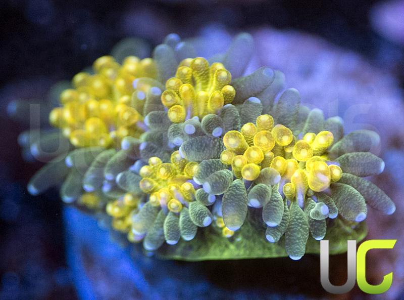 UC Lemon Lime Galaxia