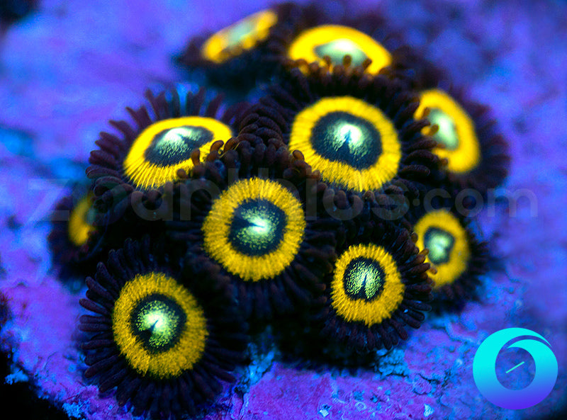 Black Bellas