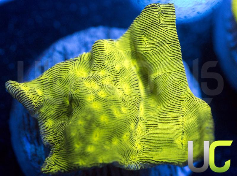 JF Neon Green Lepto