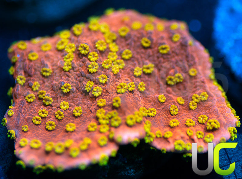 Starburst Monti