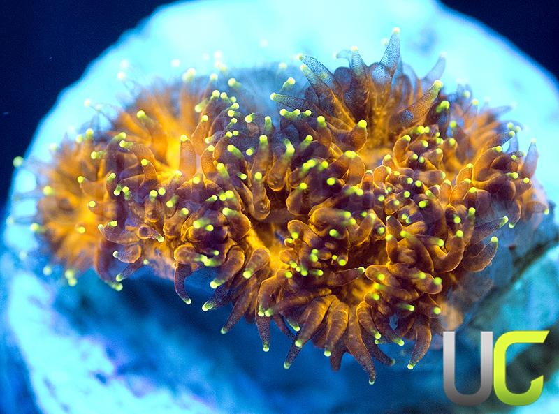 UC Lightning Tip Leptastrea