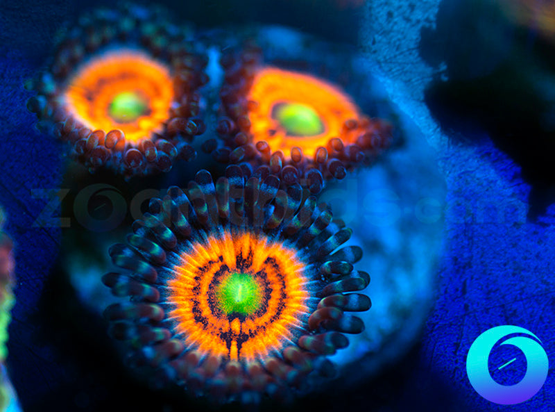 Neon Nights