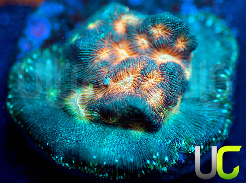 UC Plutonium Lepto