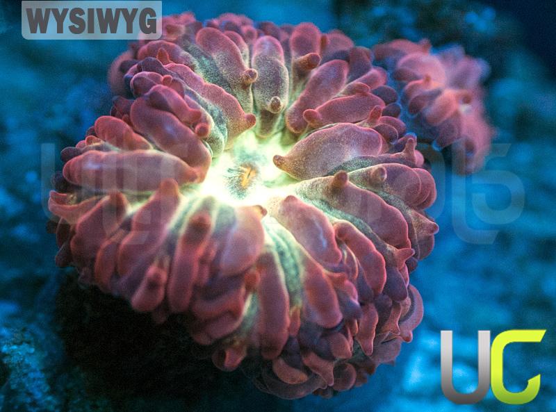 UC Senorita Blasto