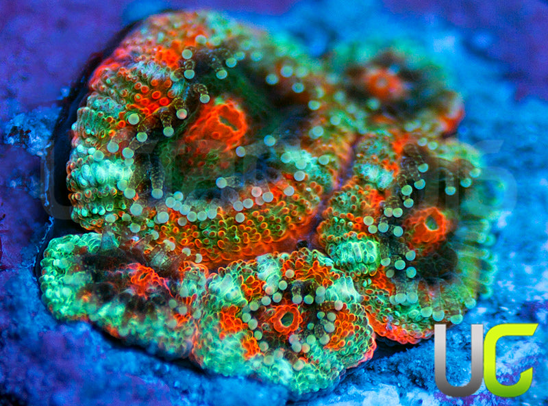 UC Rainbow Leprachaun Micro Amakusensis