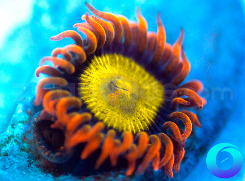 Mandarin Orange