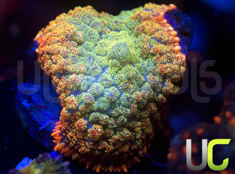 NEW RELEASE UC Infinity Mushroom MOTHER 3"x2"