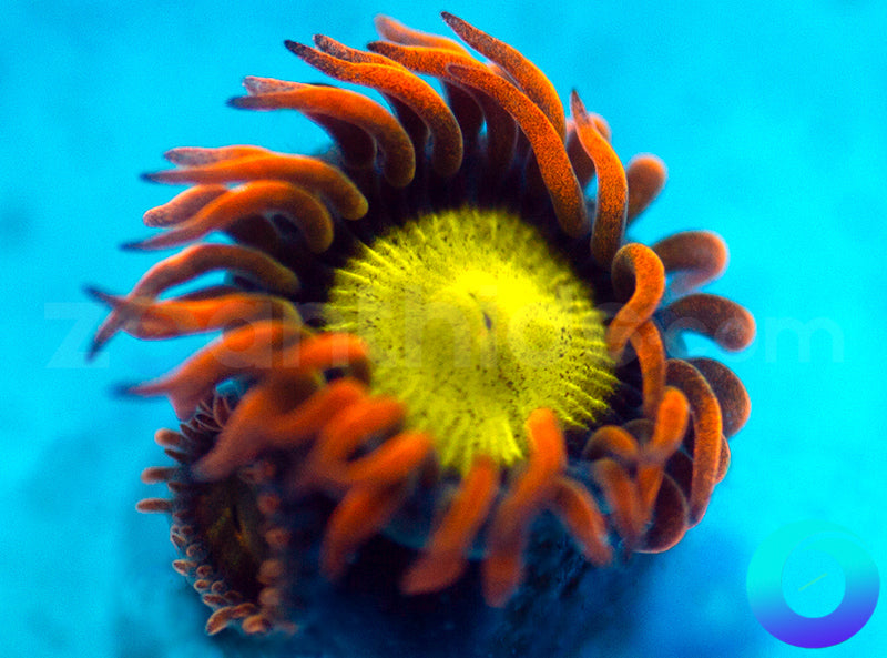 Mandarin Orange