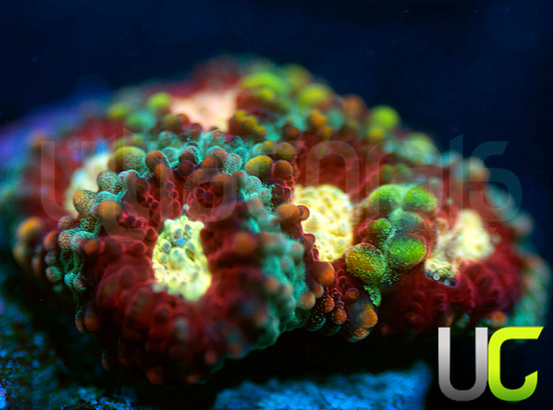 UC Strobe Light Favia