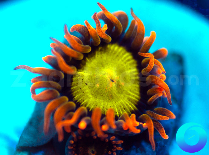 Mandarin Orange