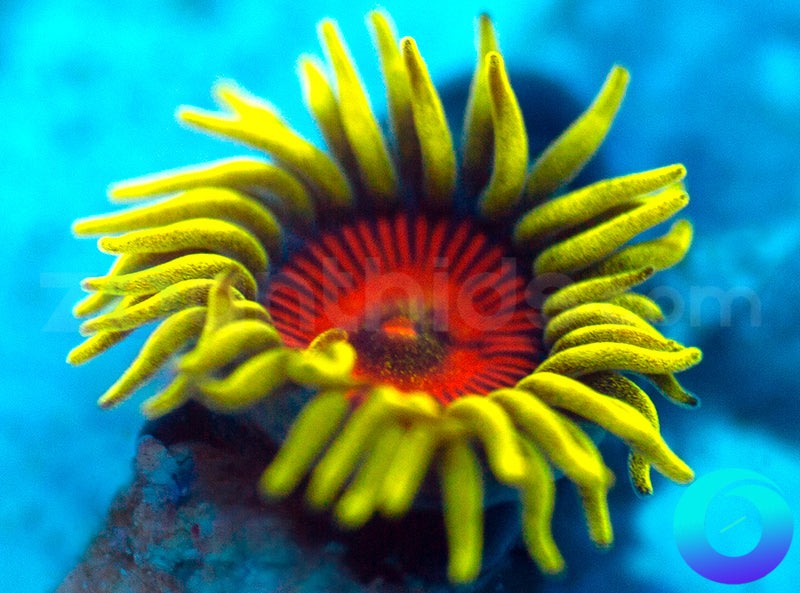 Electric Shocktopus