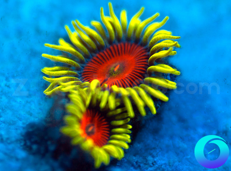 Electric Shocktopus
