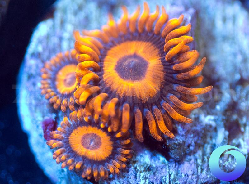 Oxides