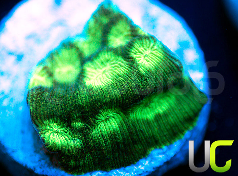 JF Neon Green Lepto