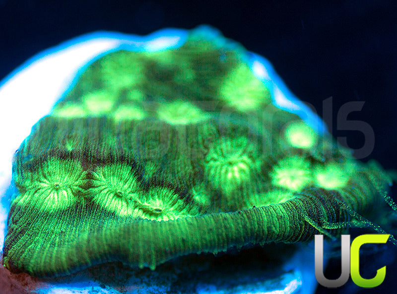 JF Neon Green Lepto