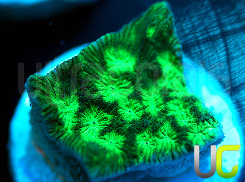JF Neon Green Lepto