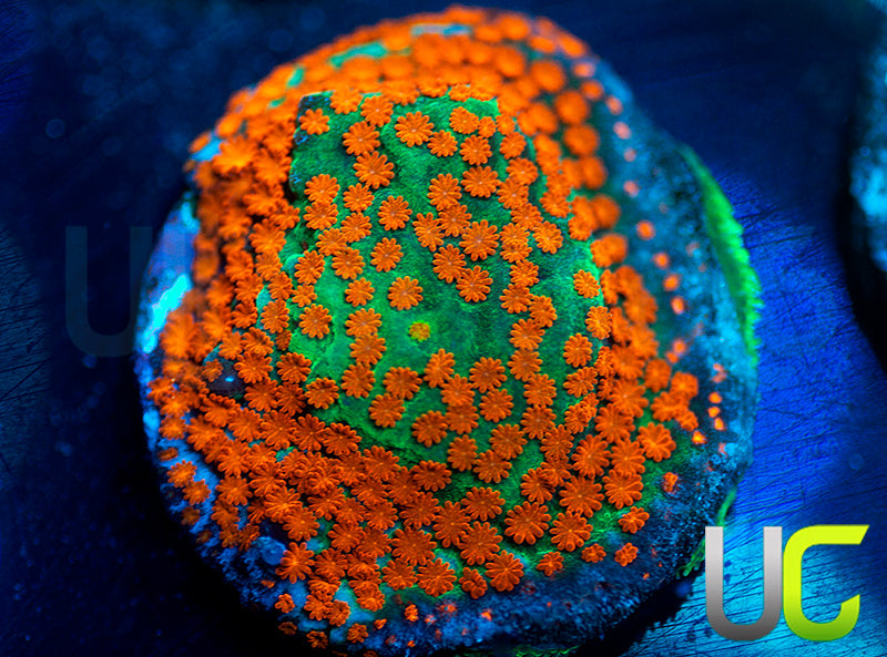 JF Aquaman Monti