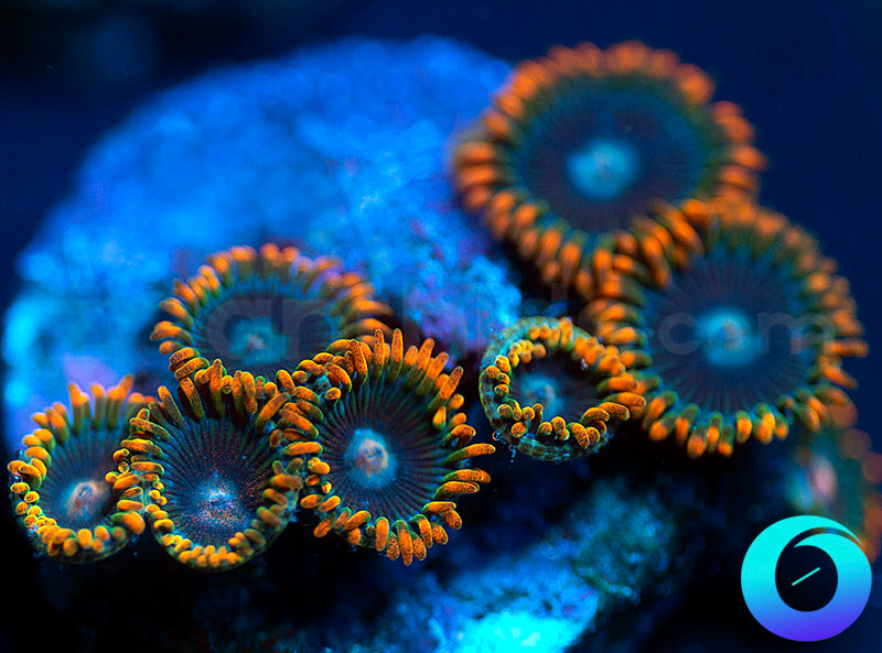 Ultraviolets