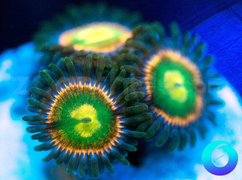 RR Krakens