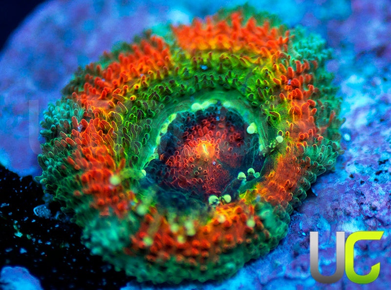 UC Rainbow Leprachaun Micro Amakusensis