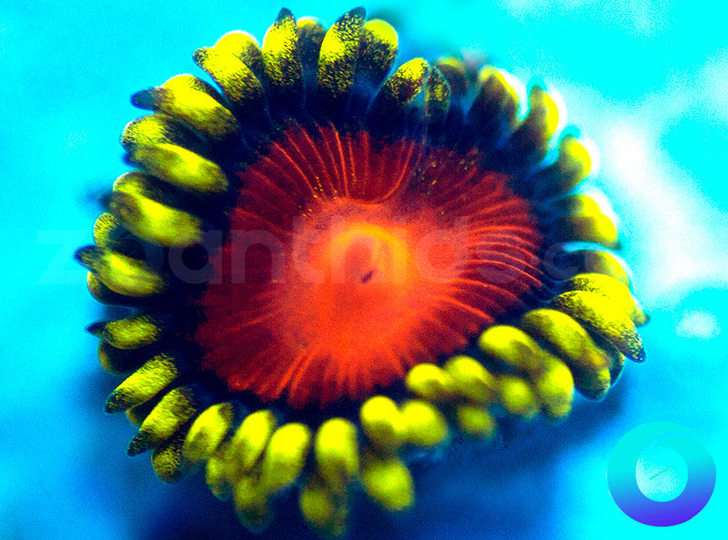Dragon Eye
