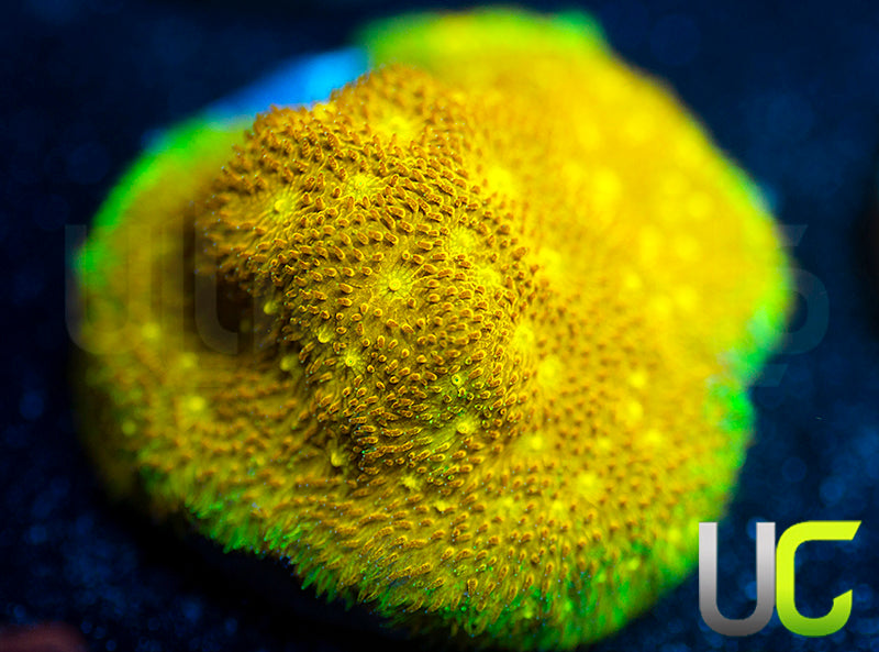 Yellow Yutz Psammocora