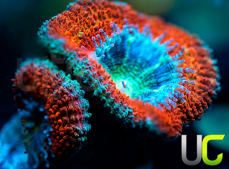 UC Blue Mystique Micro Lord