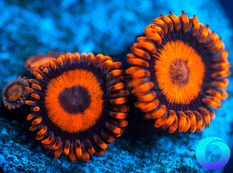 Oxides