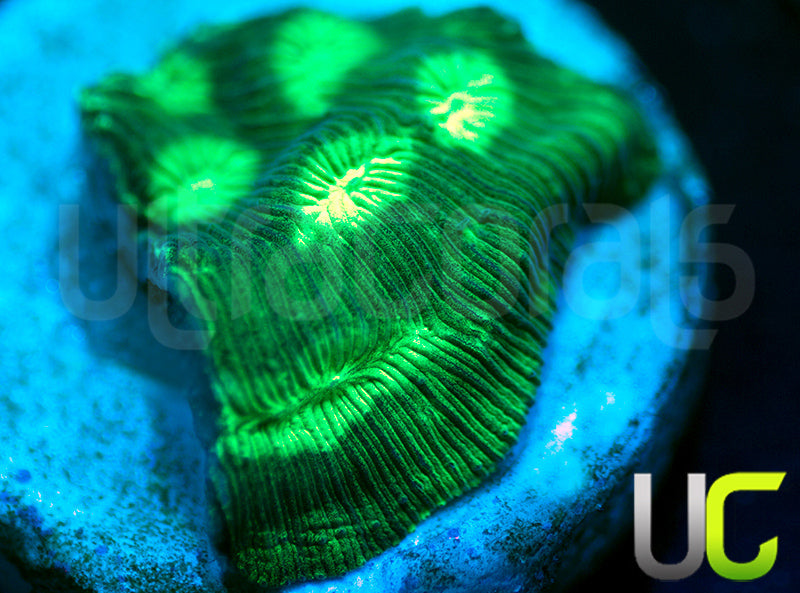 JF Neon Green Lepto