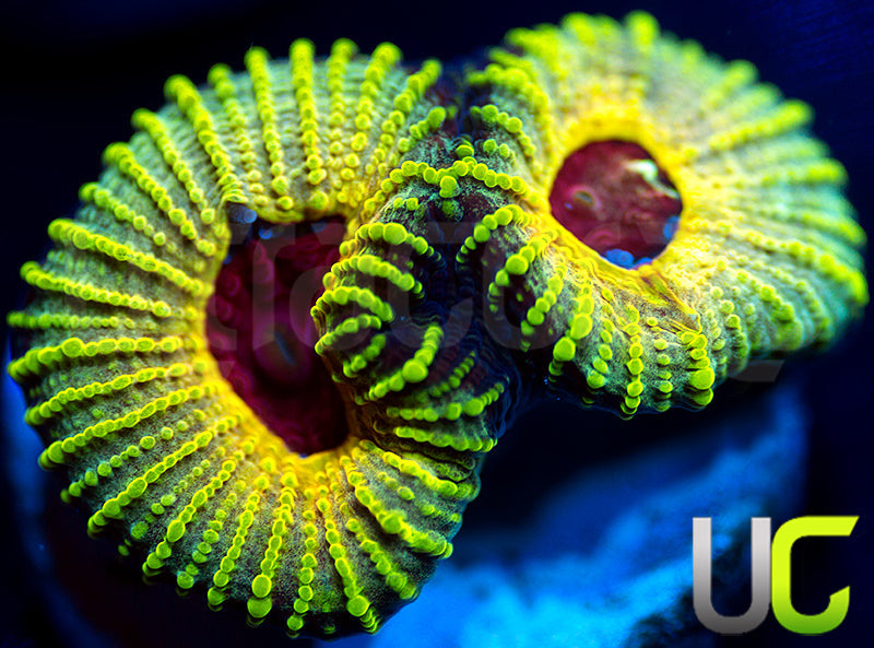 NEW RELEASE: UC Electric Honeycomb Favia