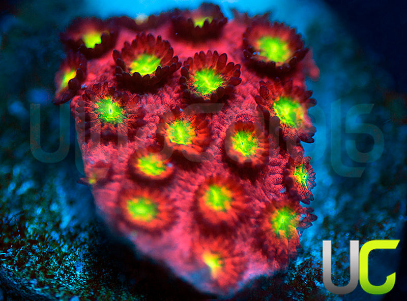 UC Sweet Tart Madracis