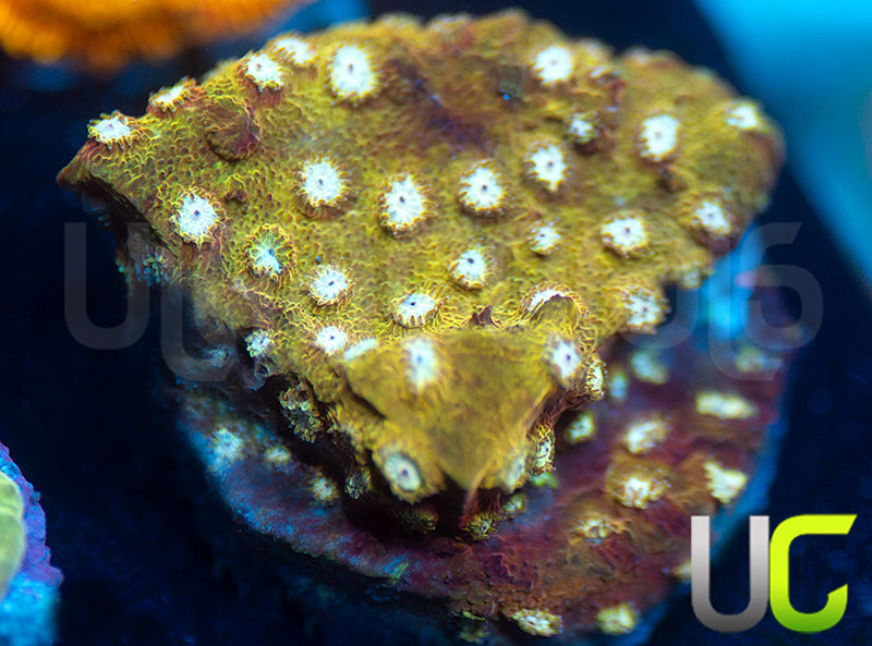 UC Yellowjacket Cyphastrea