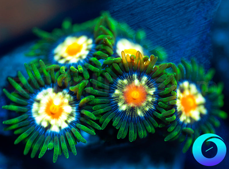 Daisy Cutters